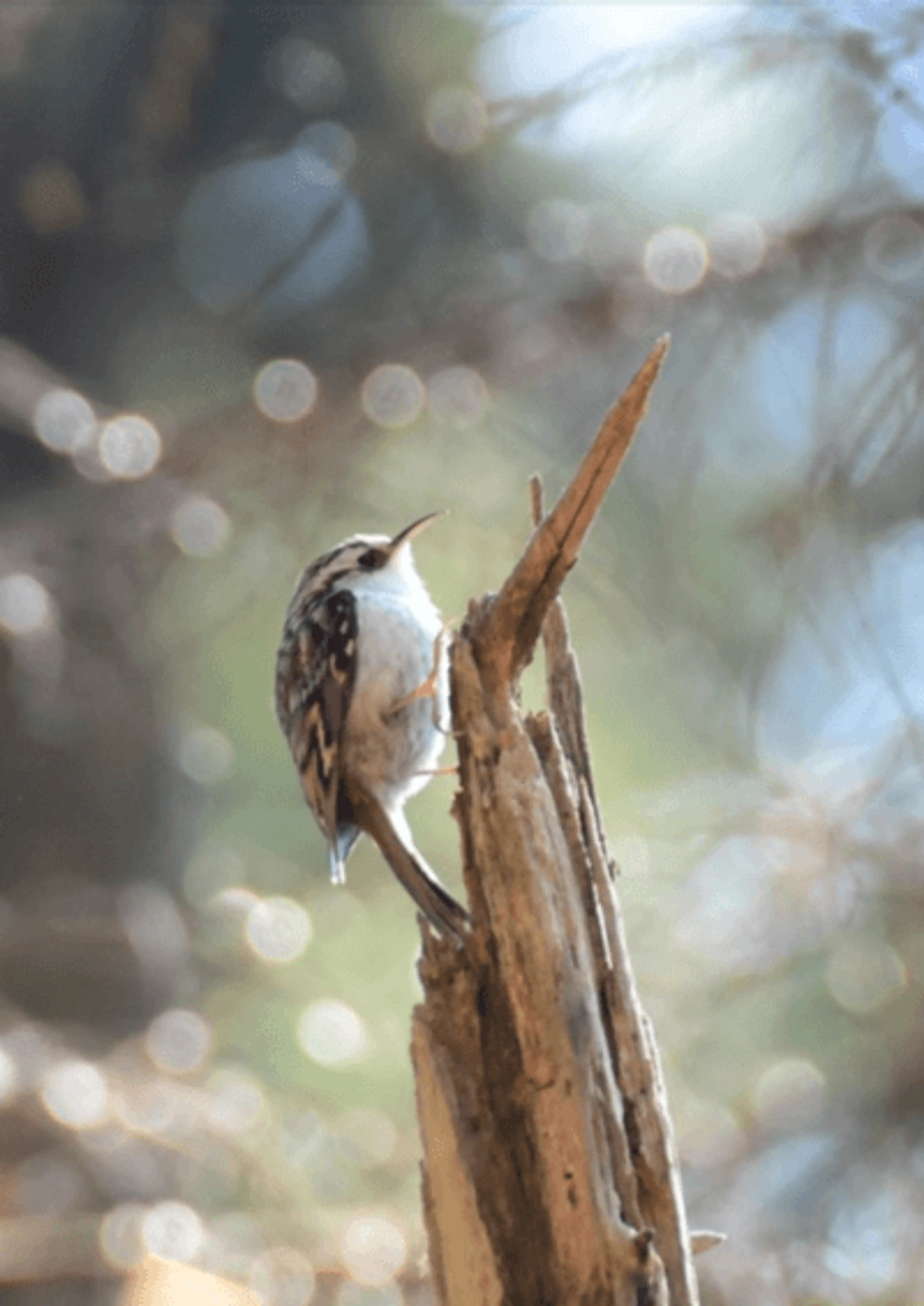 Grimpereau des bois ©V. ROPITAL