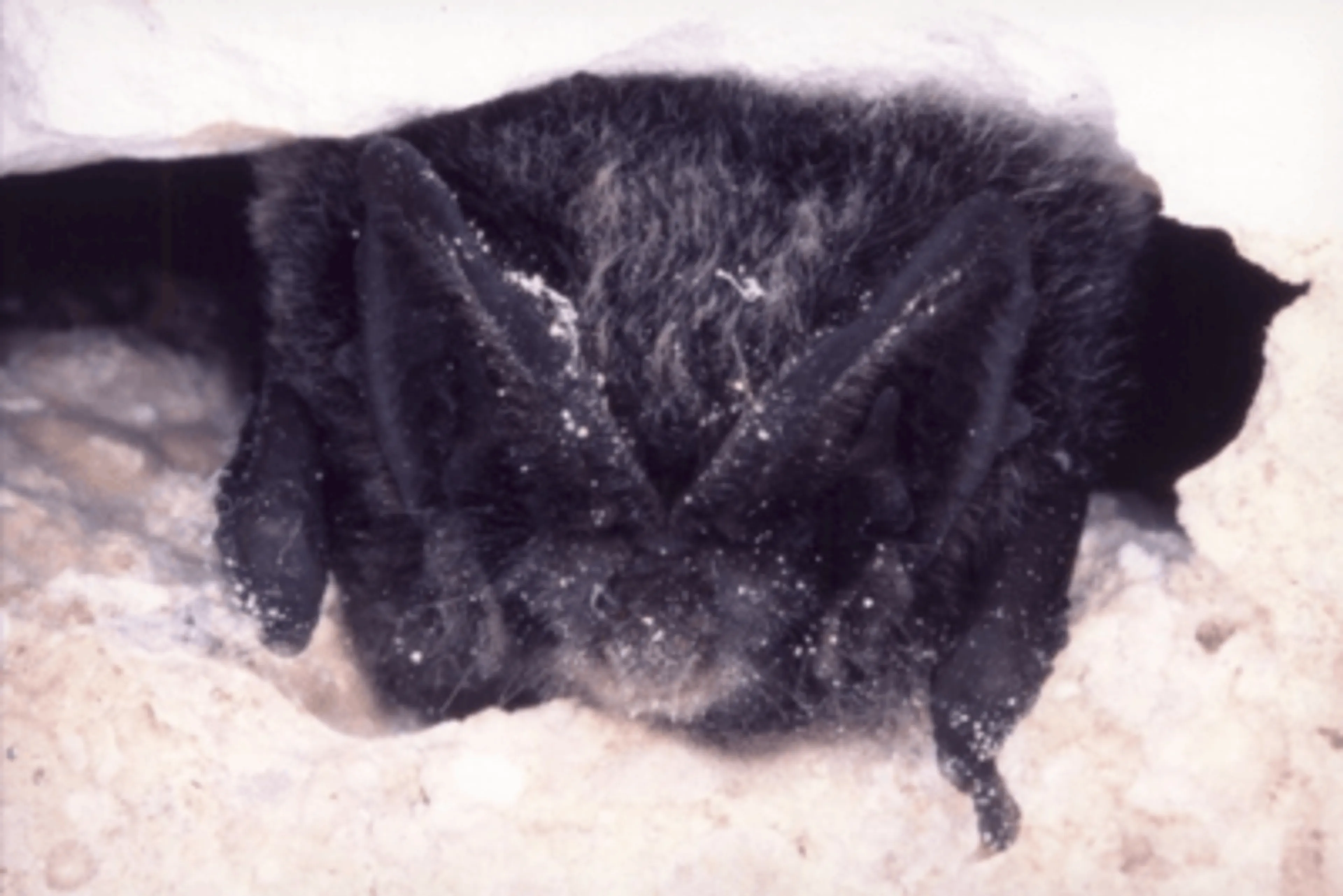 Barbastelle d’Europe ©F. SCHWAAB